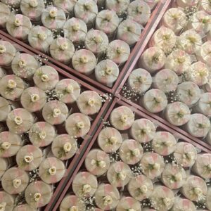 whatsapp image 2025 12 06 at 1.25.05 pm